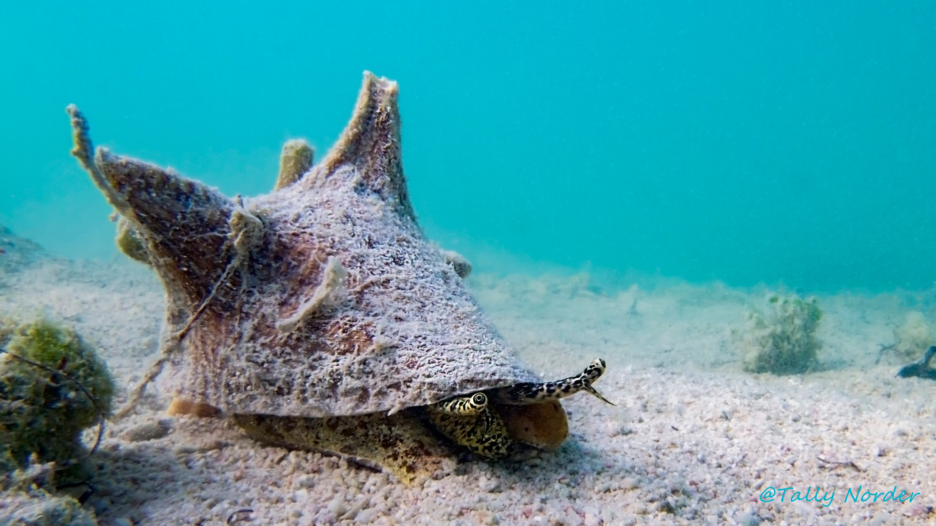 Grote-Kroonslak (Strombus Gigas of Koninginneslak)_2012_Bonaire