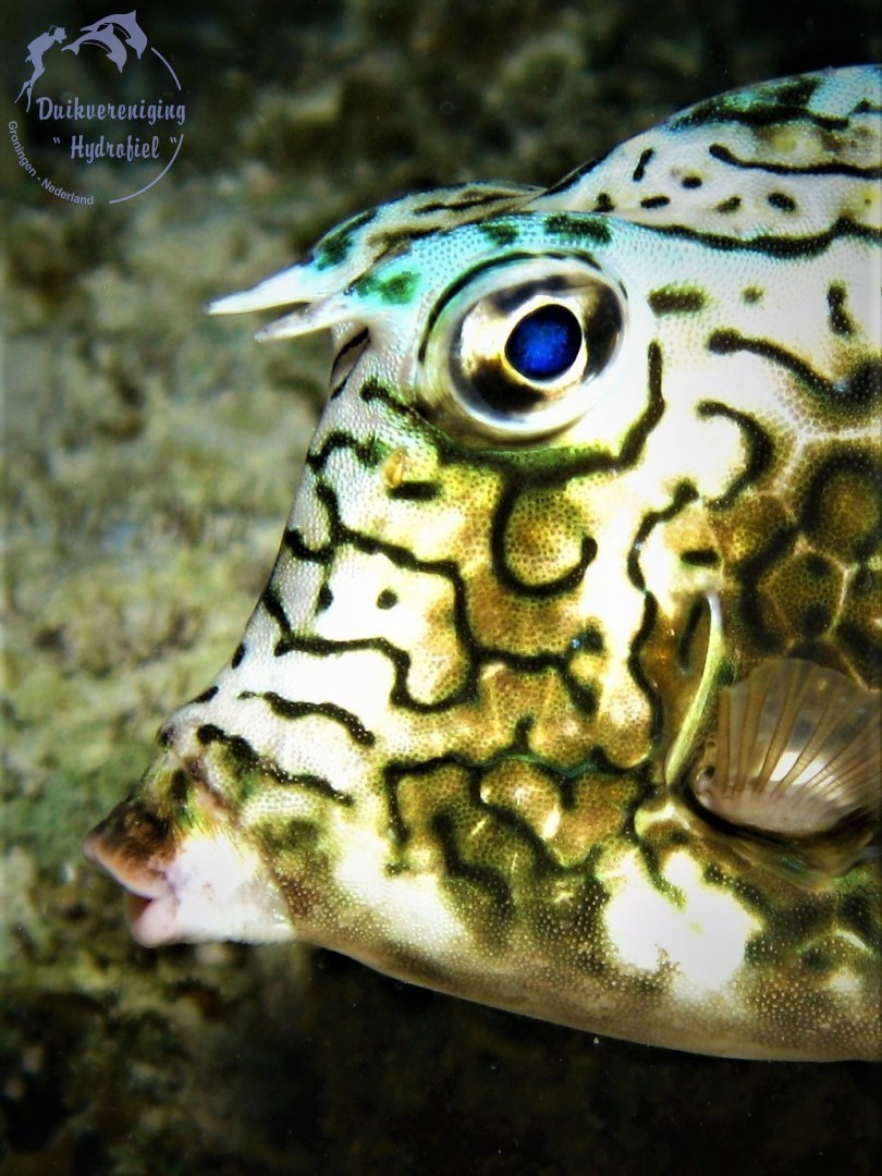 Honingraat koffervis (Acanthostracion polygonius) 2016 Bonaire