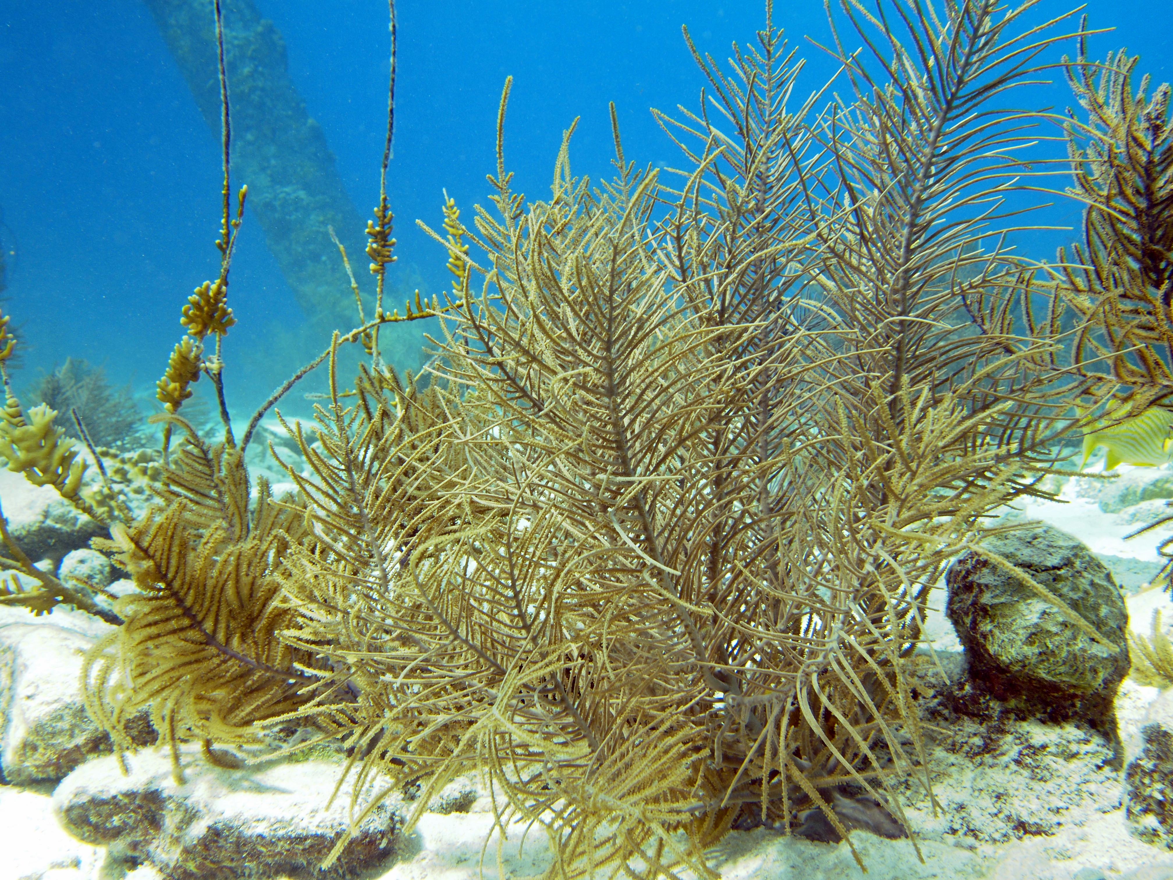 Zachte koralen in tropisch Nederland, Bonaire 13 november 2016